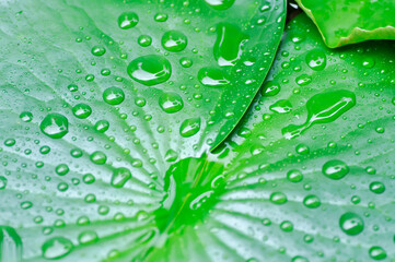 dew drop or rain drop on lotus leaf , leaf in blur background
