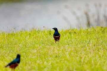 Magnificent Starling tricolor spreo, Lamprotornis superbus. A small bright motley bird stands...