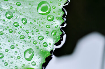 dew drop or rain drop on lotus leaf , leaf in blur background
