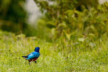 Magnificent Starling tricolor spreo, Lamprotornis superbus. A small bright motley bird stands extremely close in the thick green grass. Africa, Ngorongoro Reserve