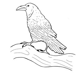 Fototapeta premium Hand drawn crow isolated on white background. Raven on the tree.