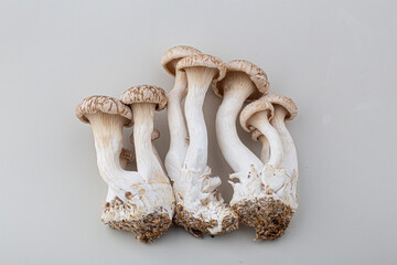 oyster mushroom isolated on white background