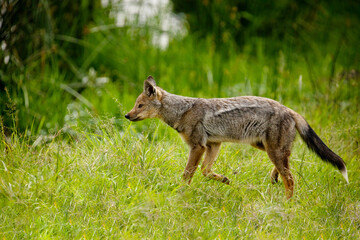 Fototapeta premium striped jackal walks along the animal path, side view, head lowered, looking down. African savanna, Ngorongoro National Park. close up
