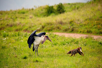 a large marabou fights with a jackal on a green meadow. Africa, ngorongoro reserve