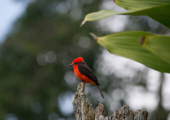 red winged blackbird standing