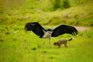 a large marabou fights with a jackal on a green meadow. Africa, ngorongoro reserve