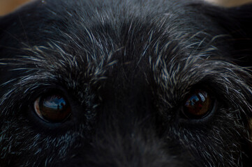Black dog portrait of only his eyes