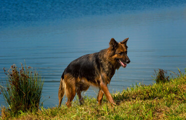 german shepherd comes out of the lake after bathing