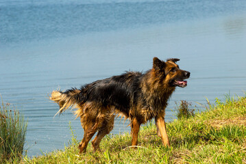 German shepherd bathed in the lake and when he comes out, he shakes himself