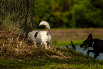 Dogs play and sniff around the tree on the shore of the lake