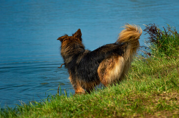 German shepherd is about to jump into the lake