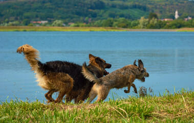 German shepherd and another dog running on the shore of the lake on a summer day