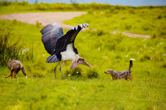a large marabou fights against two jackals on a green meadow. Africa, ngorongoro reserve
