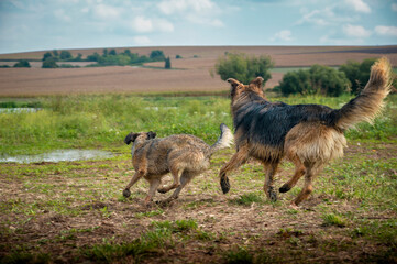 The dogs are playing freely in the field in the late summer landscape