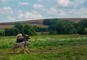German shepherd dog running in the field with a terrier