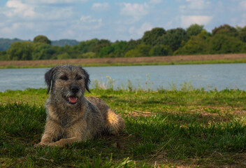 Grey-brown terrier resting in the shade of a tree