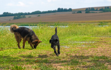 German shepherd dog playing with a black terrier