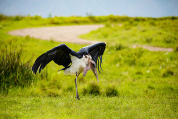 wingspan of a large African marabou . Africa, Ngorongoro crater reserve. close up