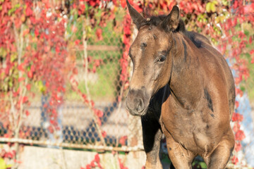  portrait of beautiful black- brown colt walking outdoor.  close up. sunny fall day