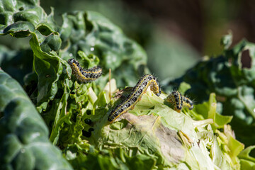 The main and most common type of pest is the caterpillar most common type of pest - the caterpillar of the cabbage moth and cabbage scoop