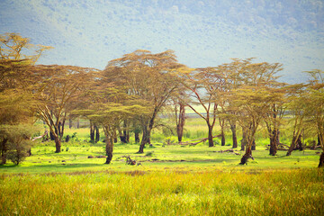 Fototapeta premium beautiful African landscape with acacia. Mountains, trees, green grass, the sky in the clouds. Ngorongoro, Africa