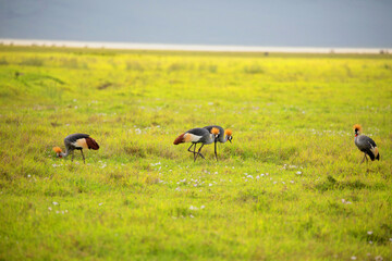 Oriental Crowned Crane walks very close on the green grass. Africa, Ngorongoro