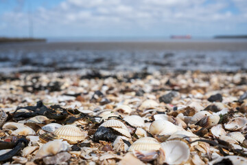 many different shells on the seashore in the sand 