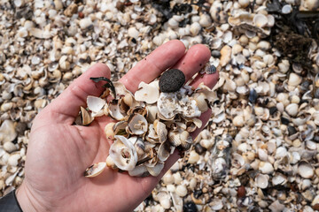 many different shells on the seashore in hand