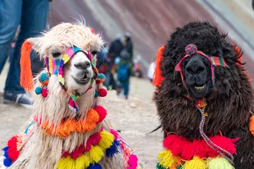 Plaid mouton avec motif Vinicunca Alpacas in Rainbow mountains or Vinicunca Montaña de Siete Colores 