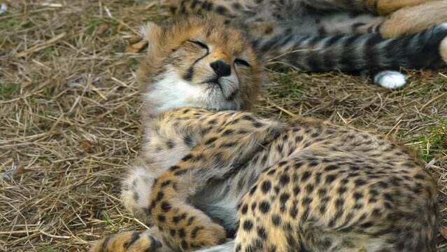 Close up shot of a cheetah babies sleeping on the ground