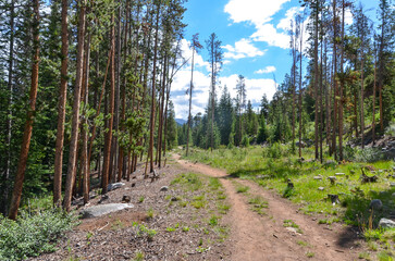 trail in the forest along Snake River in Keystone, Colorado 