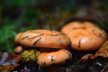 Fresh red pine mushrooms in the autumn forest