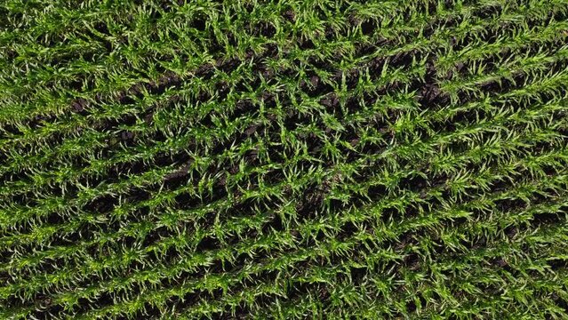 zoom out of aerial view of green corn field aerial view from above