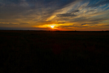 Beautiful sunset in the field. Landscape at sunset. Flowers and grass in the sun