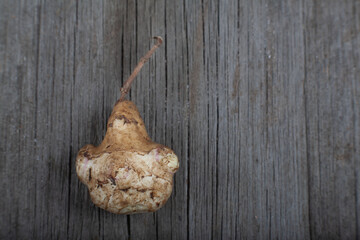 Freshly dug Jerusalem artichoke one tuber on wooden table. Helianthus tuberosus