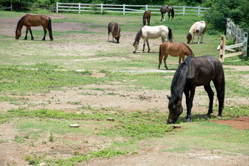 Horses eating grass in farm