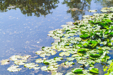 Old pond overgrown with water lilies and hornwort. Quiet backwater bright