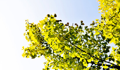Yellow ginkgo tree under the blue sky