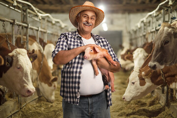 Mature farmer holding a small pig on a livestock farm