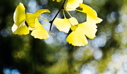 Close up of ginkgo leaves in the park