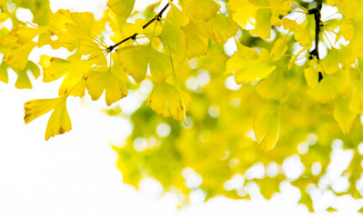 Close up of ginkgo leaves in the park
