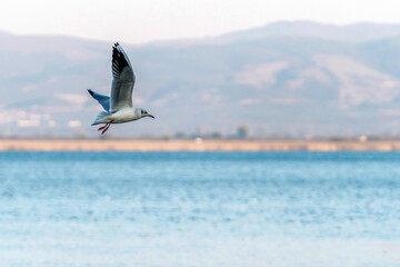 seagull flying over the sea