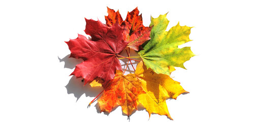Naklejka na ściany i meble Decorative autumn leaves in different colors on white background
