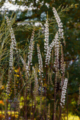 Black cohosh, or branched cimicifuga( lat. Actaea racemosa , syn. Cimicifuga racemosa ) is a perennial herbaceous plant