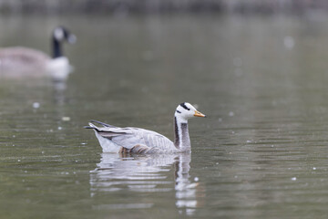 Naklejka na ściany i meble Bar-headed goose Anser indicus swimming on a pond in France