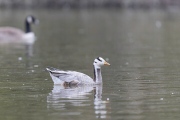 Bar-headed goose Anser indicus swimming on a pond in France