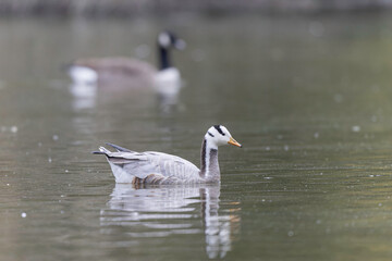 Bar-headed goose Anser indicus swimming on a pond in France