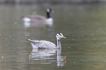 Bar-headed goose Anser indicus swimming on a pond in France