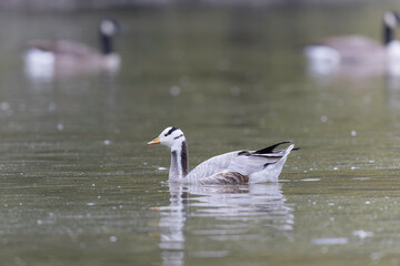 Bar-headed goose Anser indicus swimming on a pond in France
