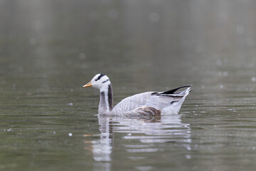 Bar-headed goose Anser indicus swimming on a pond in France